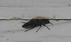 Melanophila consputa