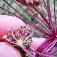Seseli annuum