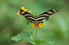 Heliconius charithonia
