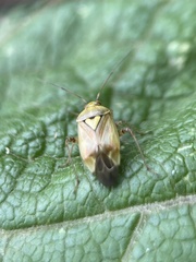 Lygus pratensis