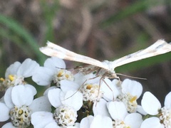 Gillmeria pallidactyla