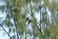 Ducula myristicivora