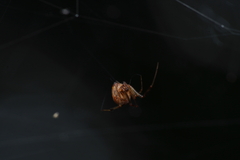 Parasteatoda lunata