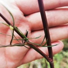 Seseli annuum