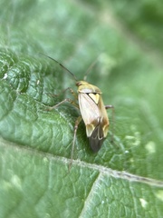 Lygus pratensis