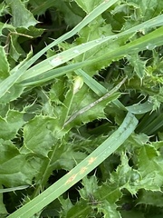 Stictocephala bisonia