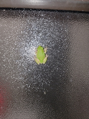 Hyla