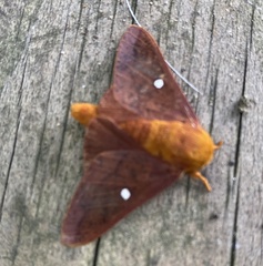 Anisota virginiensis