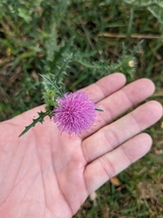 Carduus acanthoides