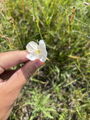 Oenothera nuttallii