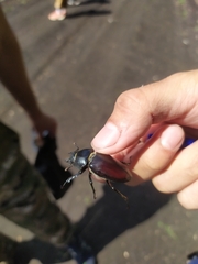 Lucanus cervus