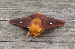 Anisota virginiensis