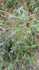 Echium vulgare