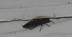 Melanophila consputa