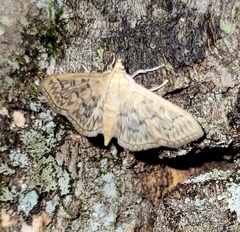Herpetogramma pertextalis