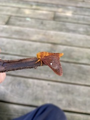 Anisota virginiensis
