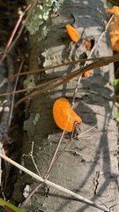 Trametes cinnabarina