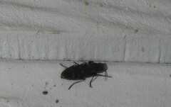 Melanophila consputa