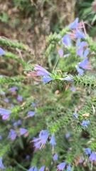 Echium vulgare