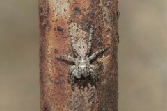 Menemerus taeniatus