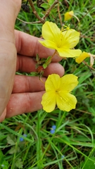 Peniophyllum