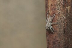 Menemerus taeniatus
