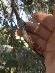 Andricus chrysolepidicola