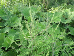 Ambrosia artemisiifolia