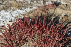 Caryophyllales