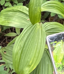 Veratrum viride eschscholtzianum