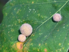 Philonix fulvicollis