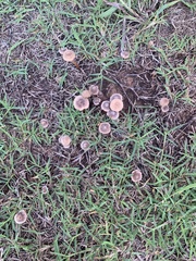 Panaeolus