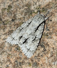 Acronicta lobeliae