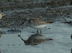 Calidris ferruginea