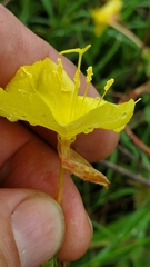 Peniophyllum