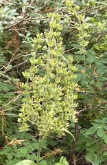 Veratrum viride eschscholtzianum