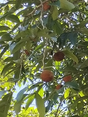 Hydnocarpus pentandrus