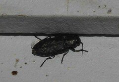 Melanophila consputa