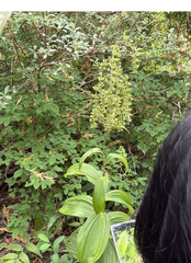 Veratrum viride eschscholtzianum