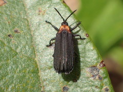 Xenochalepus ater
