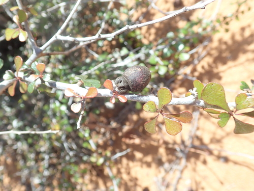 Diospyros latispathulata image