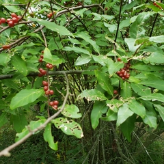 Elaeagnus