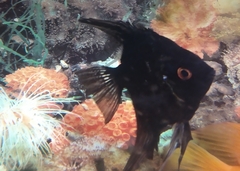 Pterophyllum scalare