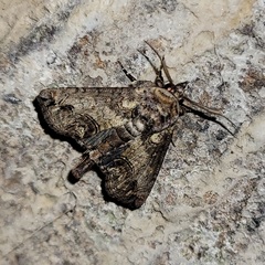 Paectes abrostoloides