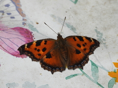 Nymphalis xanthomelas