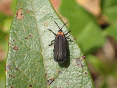 Xenochalepus ater