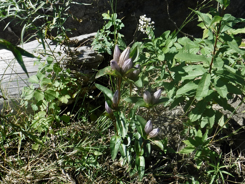 Image of Gentiana rubricaulis by (c) gonodactylus, some rights reserved (CC BY)