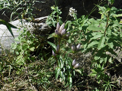Gentiana rubricaulis