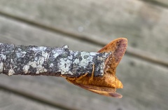 Anisota virginiensis