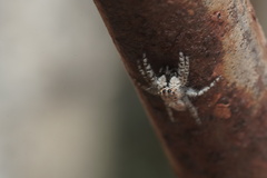 Menemerus taeniatus